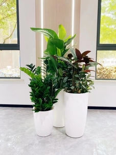 北仑植物租摆专业